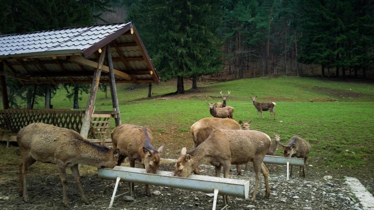 Evergreen Chalet Avrig Eksteriør bilde